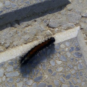 C’s pide la fumigación de en varias zonas de la ciudad para acabar con la oruga procesionaria